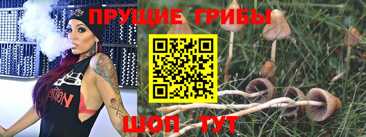 Псилоцибиновые грибы GOLDEN TEACHER  Вход с VPN  Новоалександровск  Галлюциногенные грибы ЛСД 